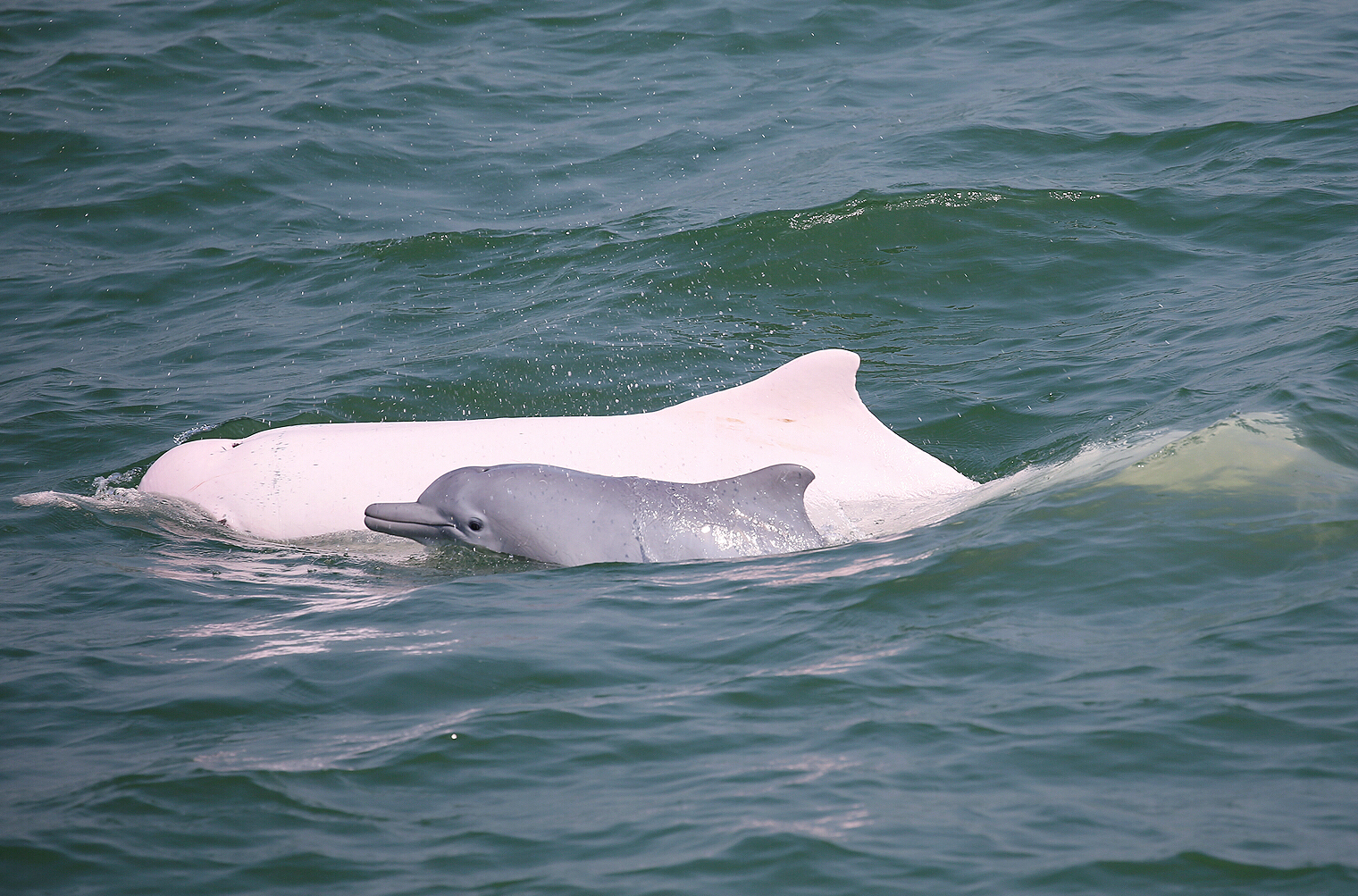 白海豚图片 好可爱图片